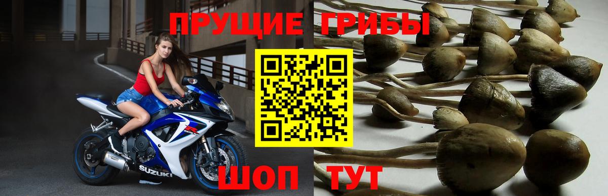 Псилоцибиновые грибы Psilocybine cubensis  как найти закладки  Можайск  Вход с VPN 